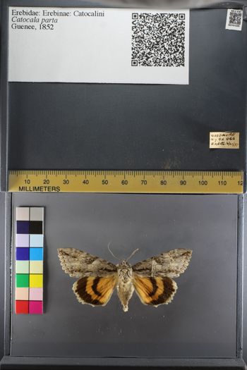 Media type: image;   Entomology 747339